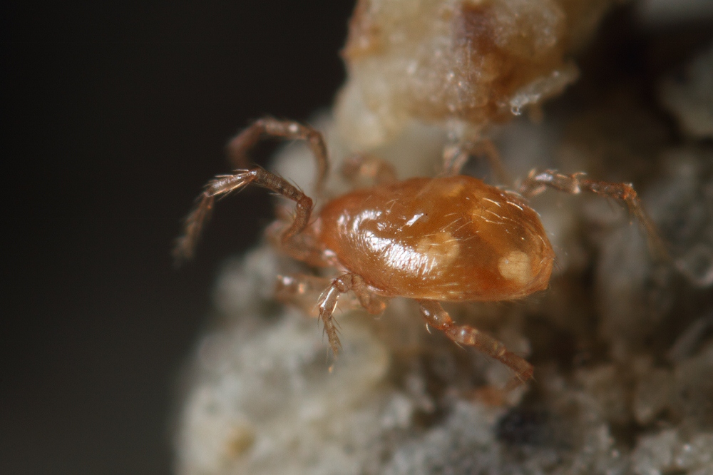 acari di grotta romagnoli: Mesostigmata - Riolo T. (RA)